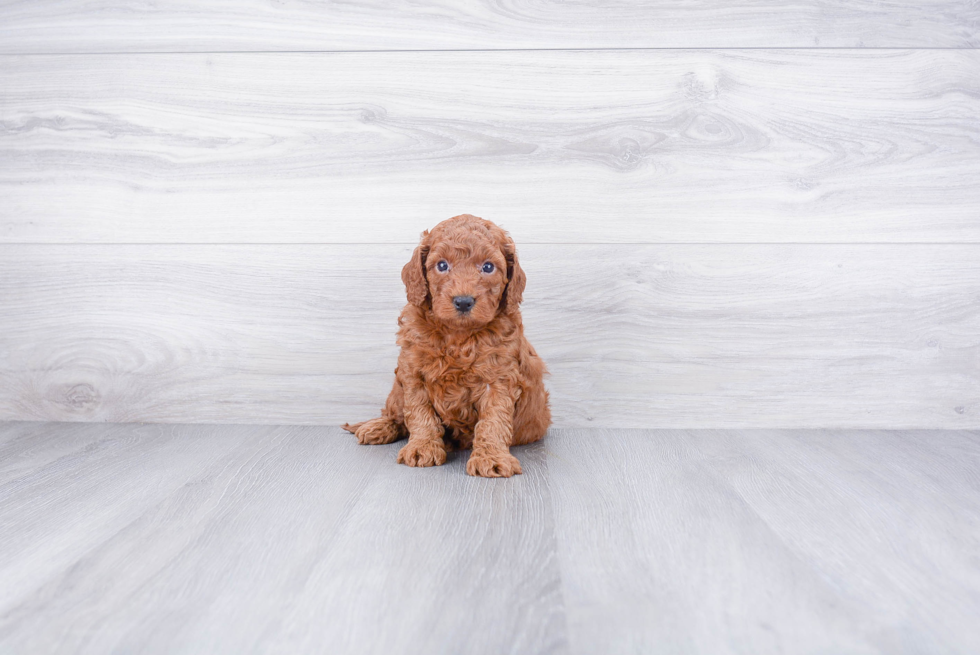 Best Mini Goldendoodle Baby