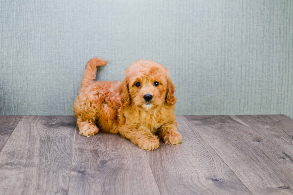 Best Mini Goldendoodle Baby