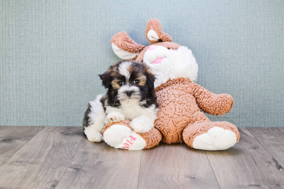 Havanese Pup Being Cute