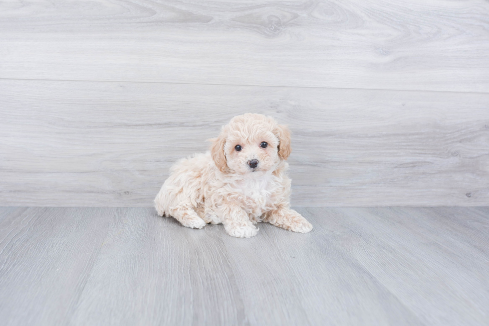 Cute Maltipoo Baby