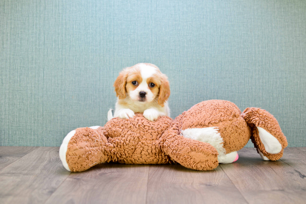 Cavachon Puppy for Adoption