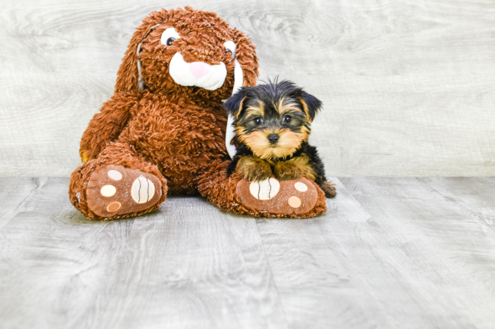 Meet Avery - our Yorkshire Terrier Puppy Photo 