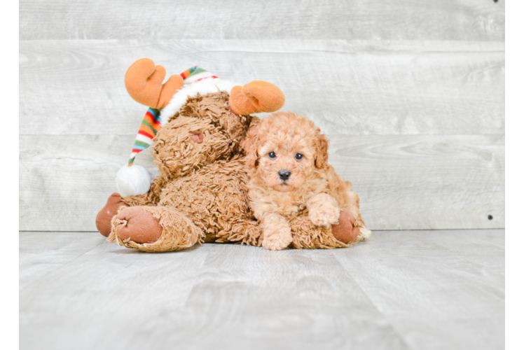 Cavapoo Pup Being Cute