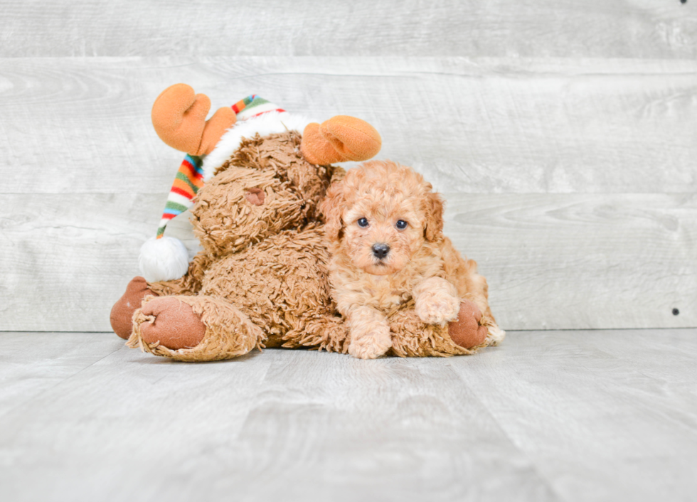 Cavapoo Pup Being Cute