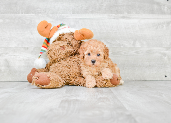 Cavapoo Pup Being Cute