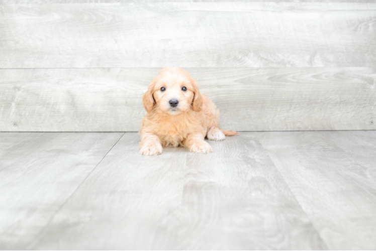 Best Mini Goldendoodle Baby