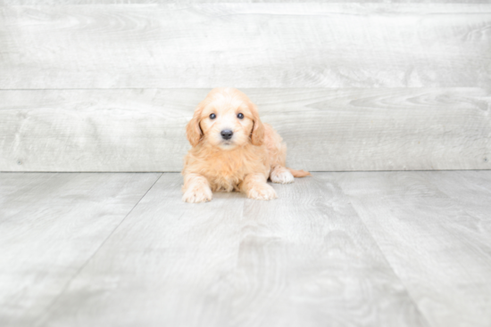 Best Mini Goldendoodle Baby