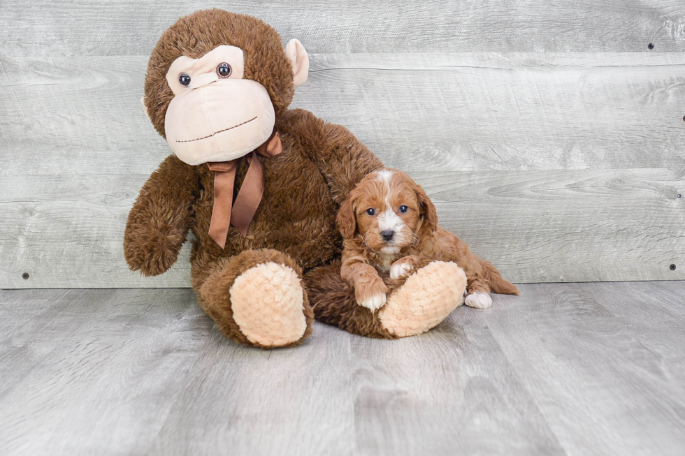 Best Cavapoo Baby