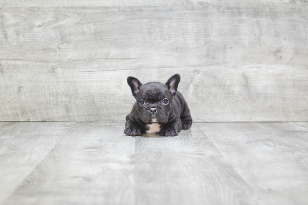 Happy Frenchie Purebred Puppy