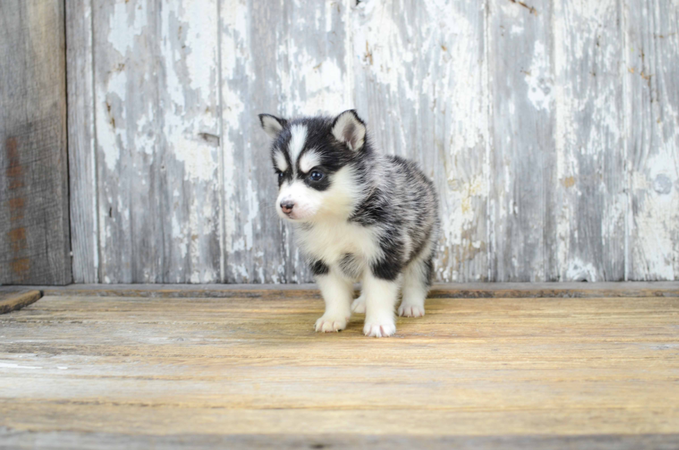 Pomsky Pup Being Cute