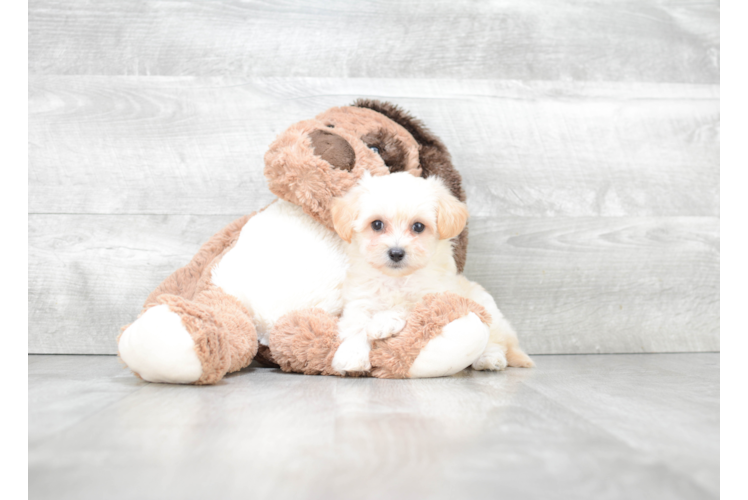 Small Maltipoo Baby