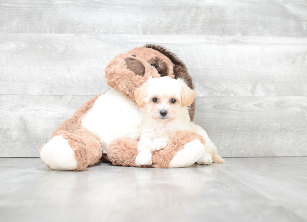 Small Maltipoo Baby