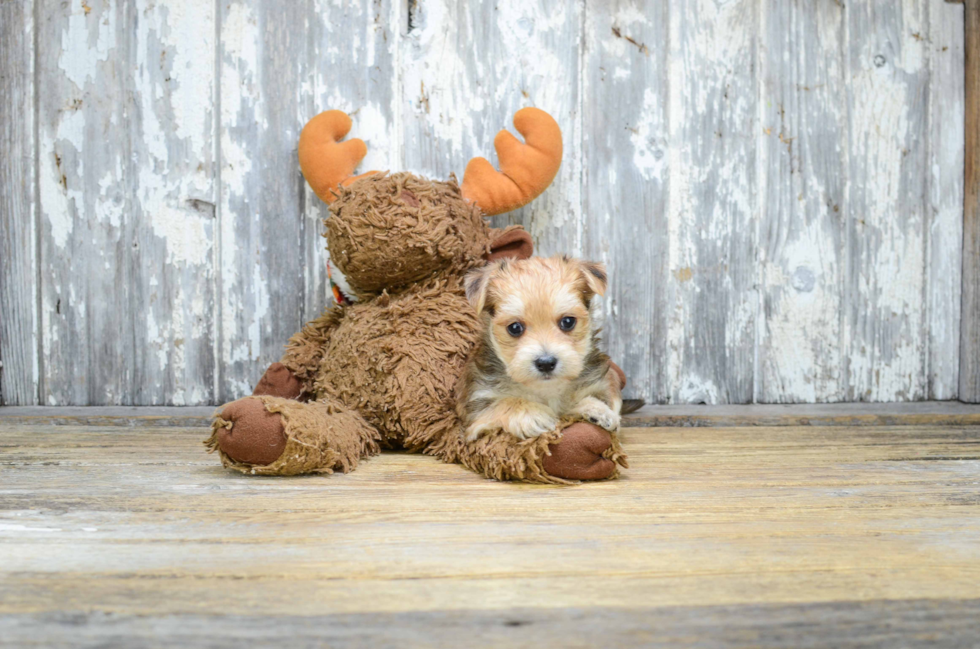 Best Morkie Baby