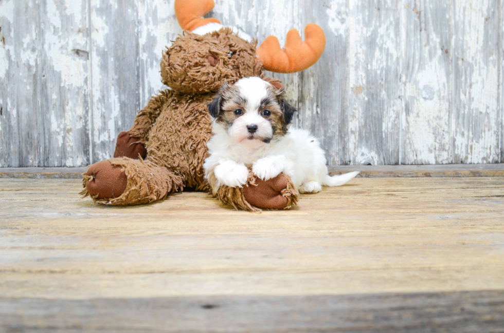 Fluffy Teddy Bear Designer Pup