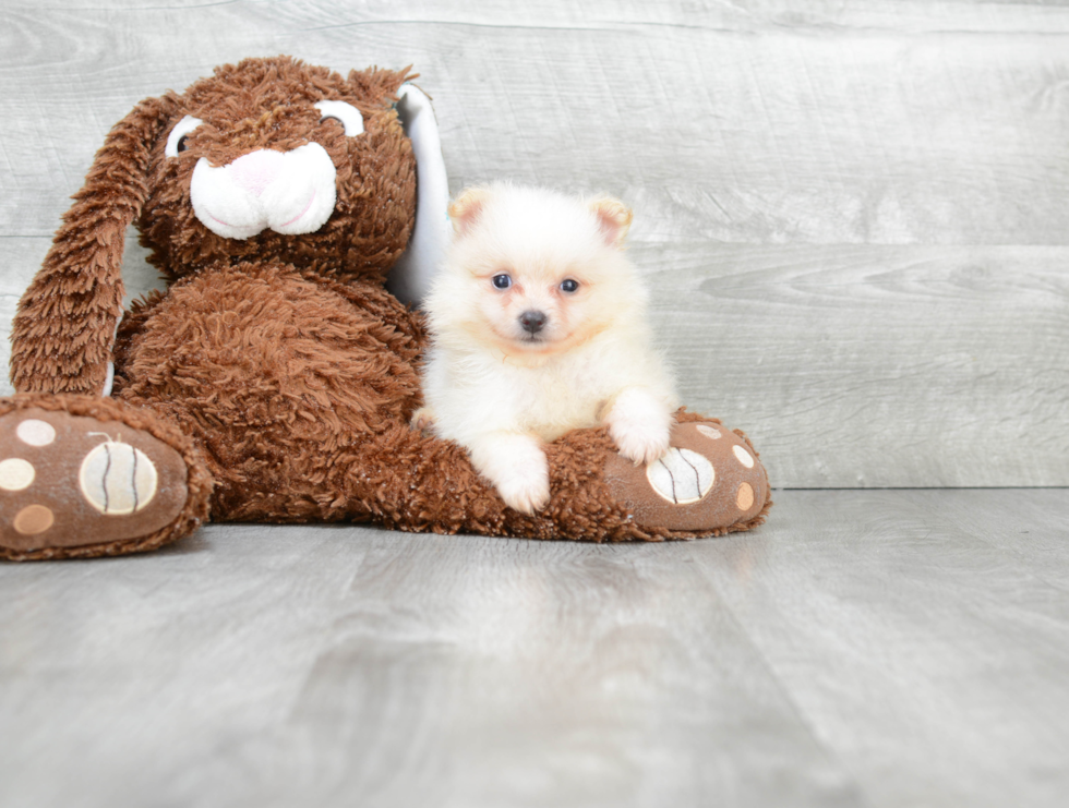 Pomeranian Puppy for Adoption