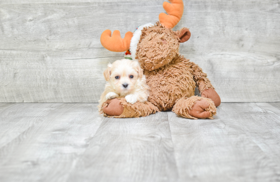 Maltipoo Puppy for Adoption