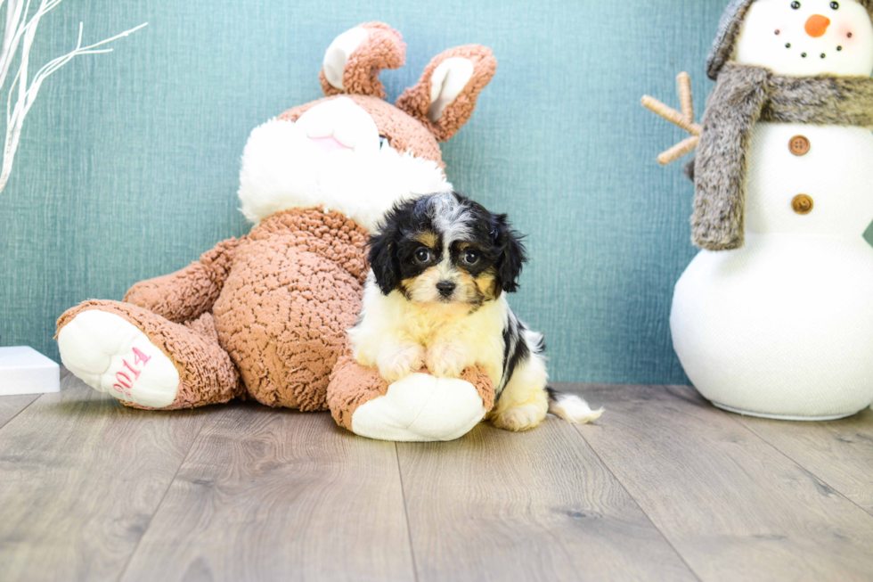 Cavachon Puppy for Adoption