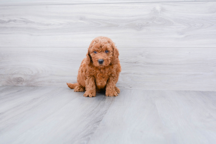 Mini Goldendoodle Pup Being Cute