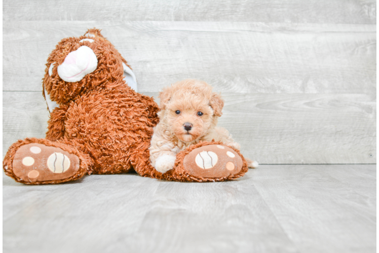 Smart Maltipoo Poodle Mix Pup