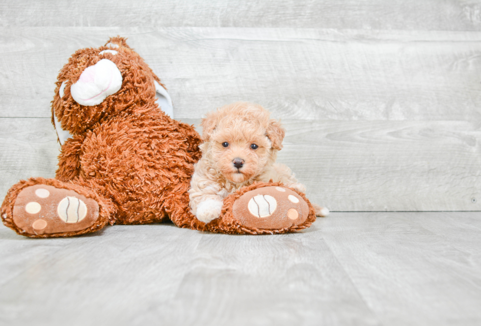 Smart Maltipoo Poodle Mix Pup