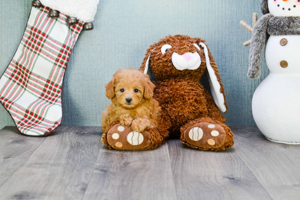 Smart Cavapoo Poodle Mix Pup