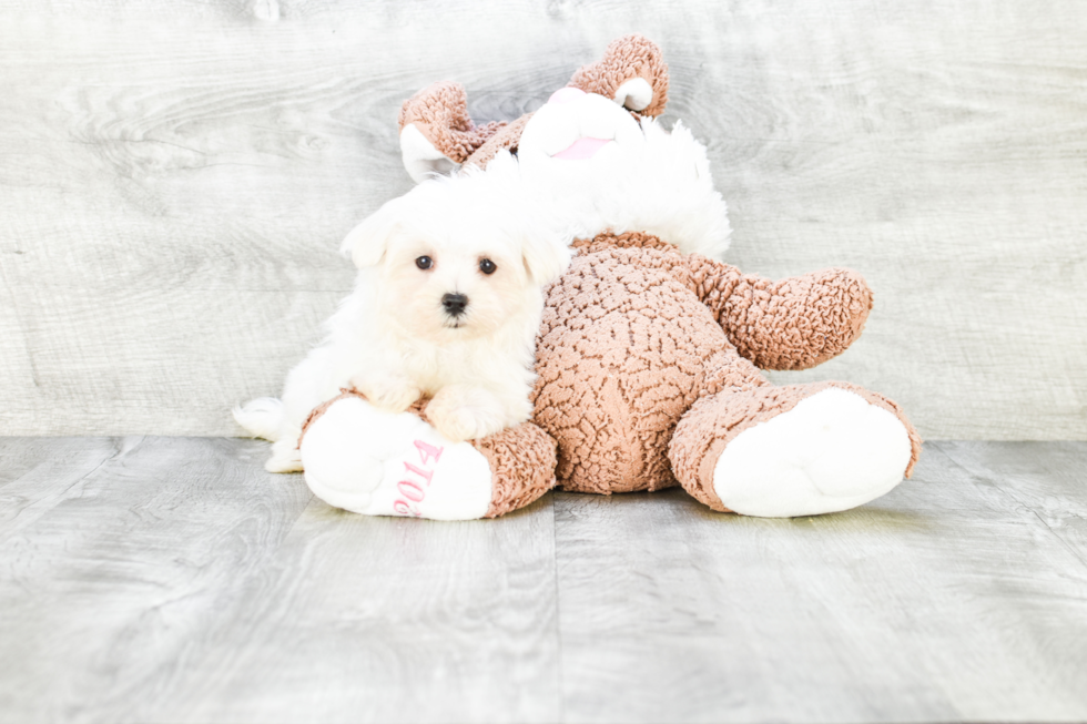 Maltese Pup Being Cute