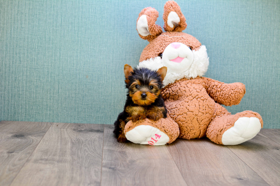 Meet Ronaldo - our Yorkshire Terrier Puppy Photo 