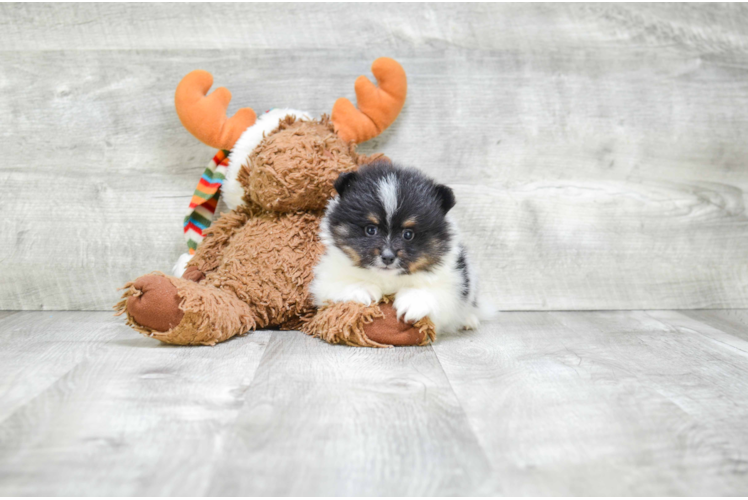 Fluffy Pomeranian Purebred Puppy