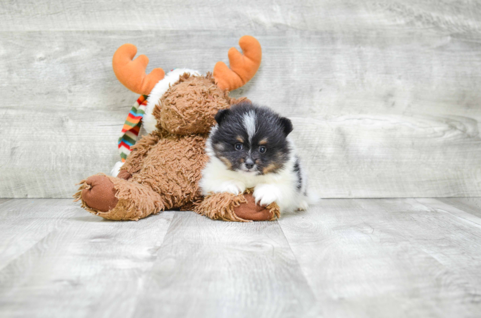 Fluffy Pomeranian Purebred Puppy