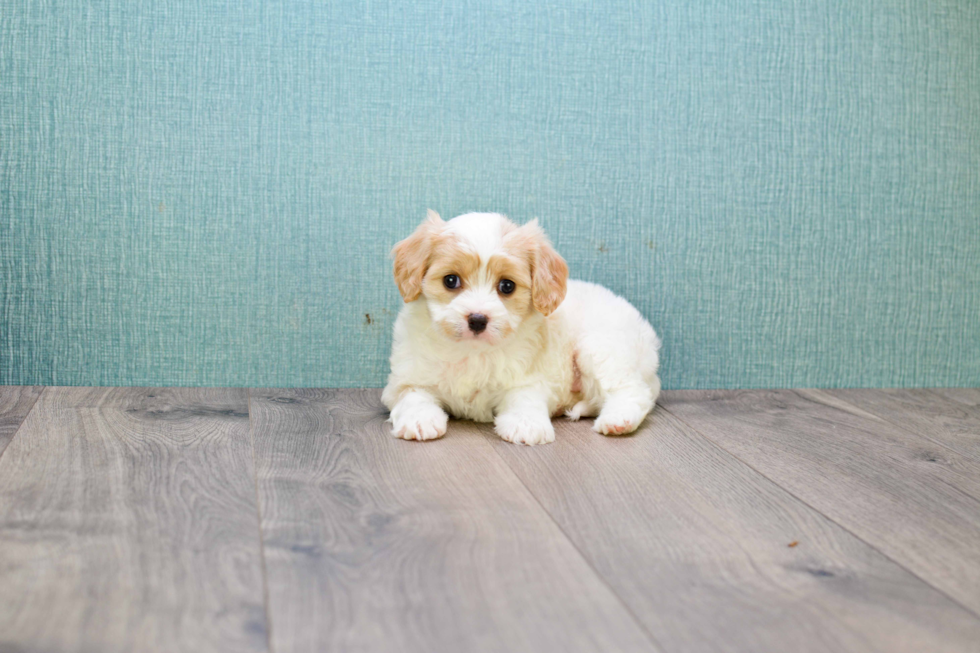 Hypoallergenic Cavalier Designer Puppy