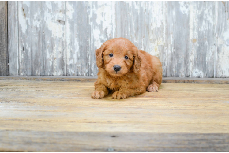 Cute Mini Goldendoodle Baby