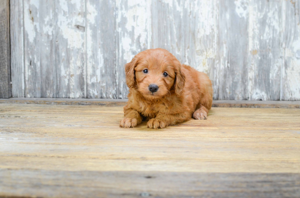 Cute Mini Goldendoodle Baby