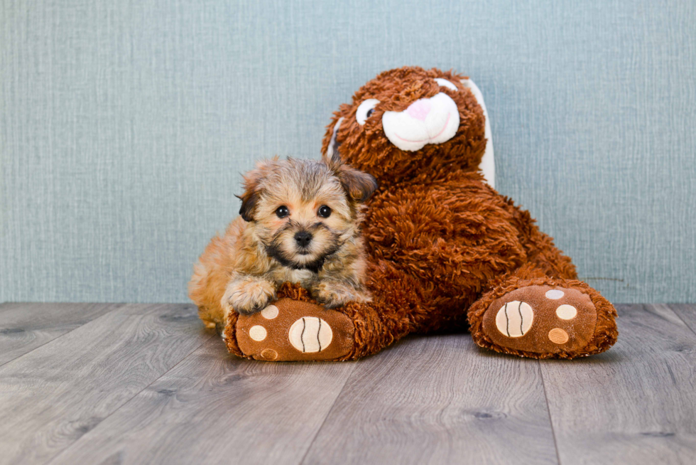 Best Morkie Baby