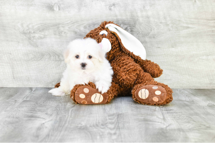 Hypoallergenic Maltese Poodle Poodle Mix Puppy