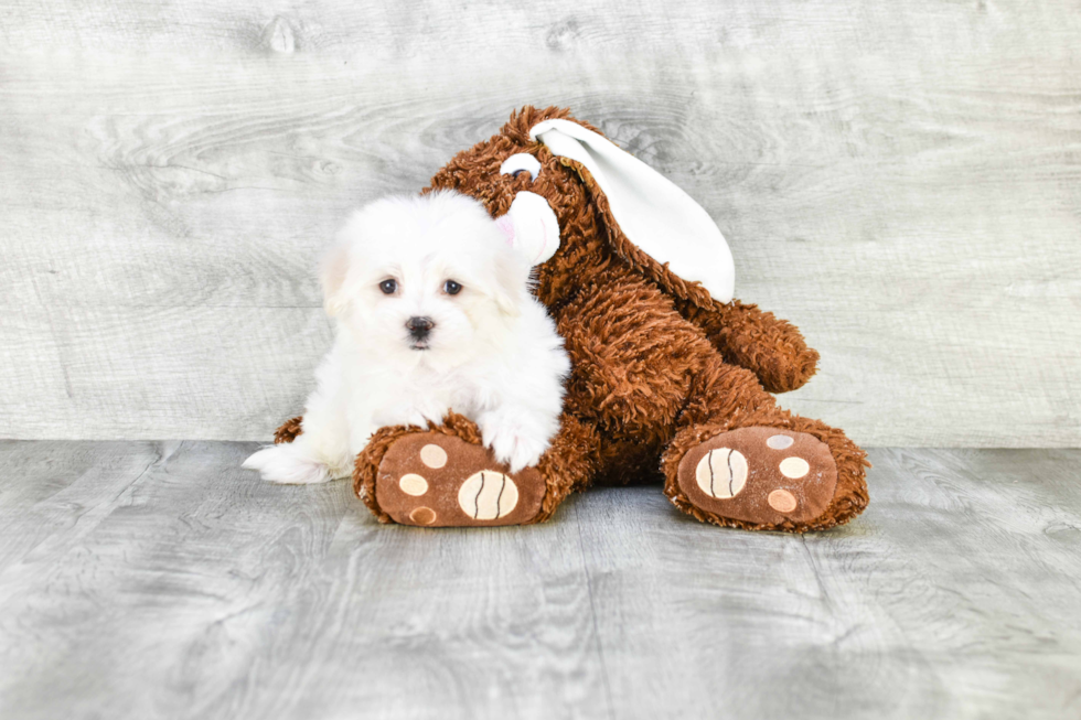 Hypoallergenic Maltese Poodle Poodle Mix Puppy