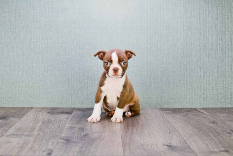 Best Boston Terrier Baby