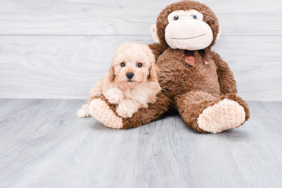 Funny Poodle Purebred Pup