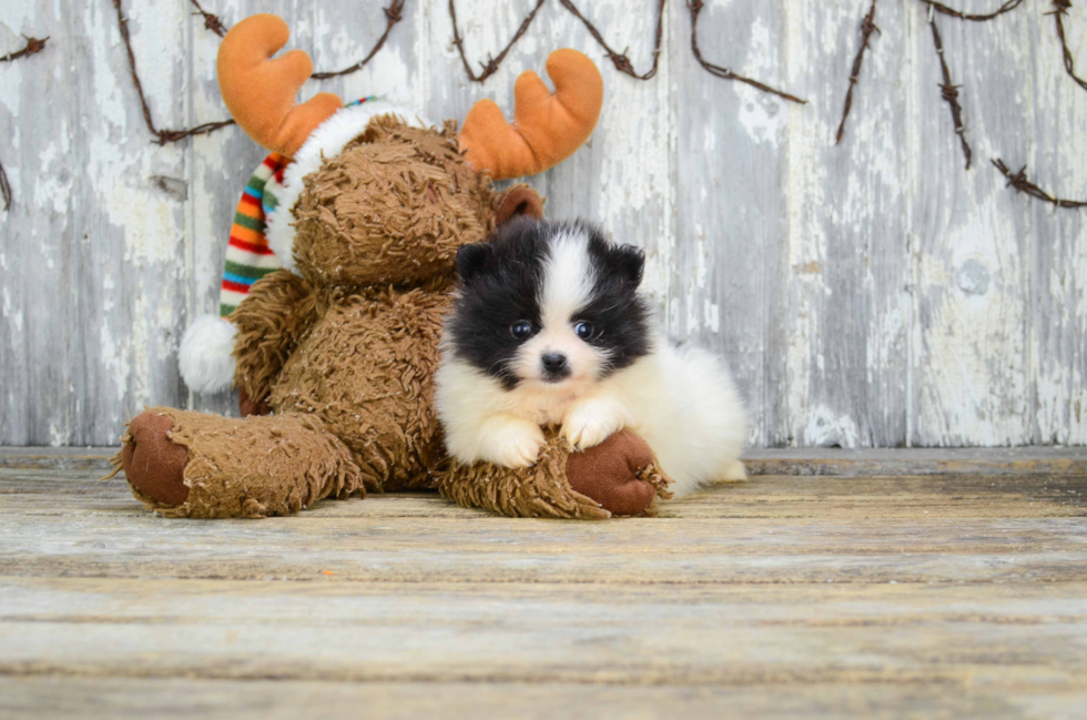 Pomeranian Puppy for Adoption