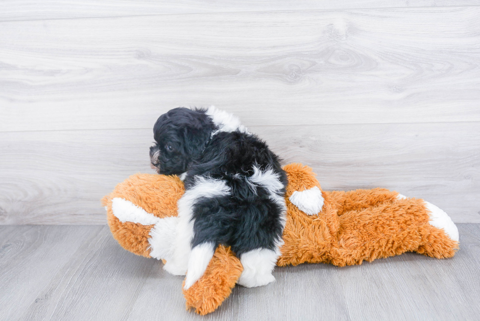 Friendly Havanese Purebred Pup