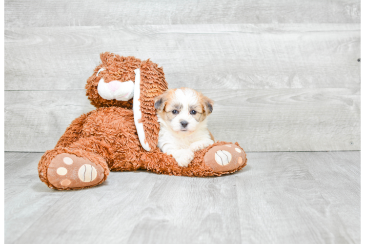 Teddy Bear Puppy for Adoption