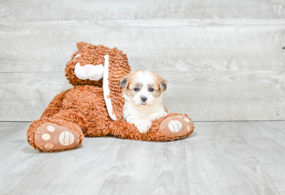 Teddy Bear Puppy for Adoption