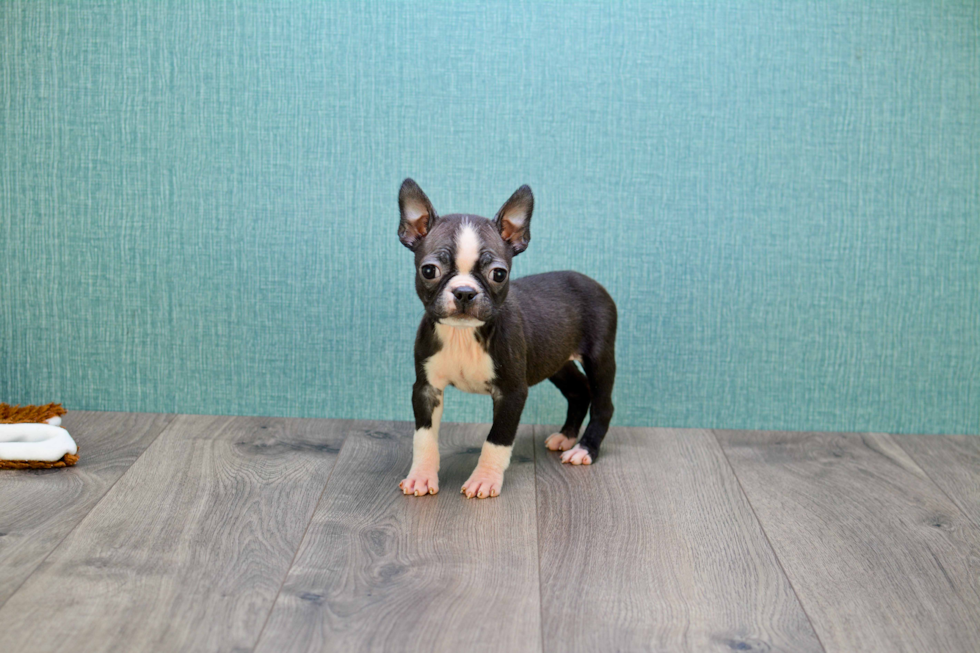 Popular Boston Terrier Purebred Pup