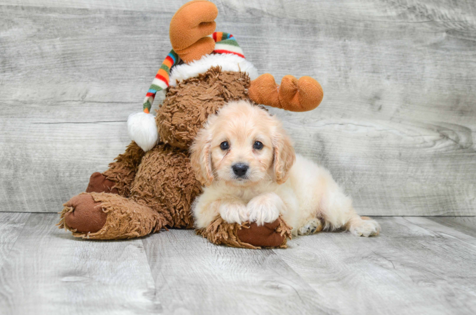 Cavapoo Pup Being Cute