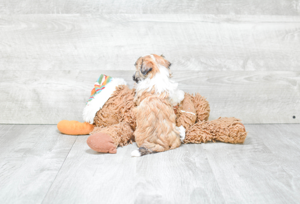 Friendly Havanese Purebred Pup