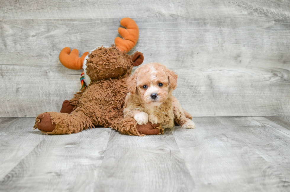 Adorable Cavoodle Poodle Mix Puppy