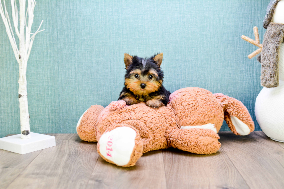 Meet Micro-Teacup-Alexandria - our Yorkshire Terrier Puppy Photo 