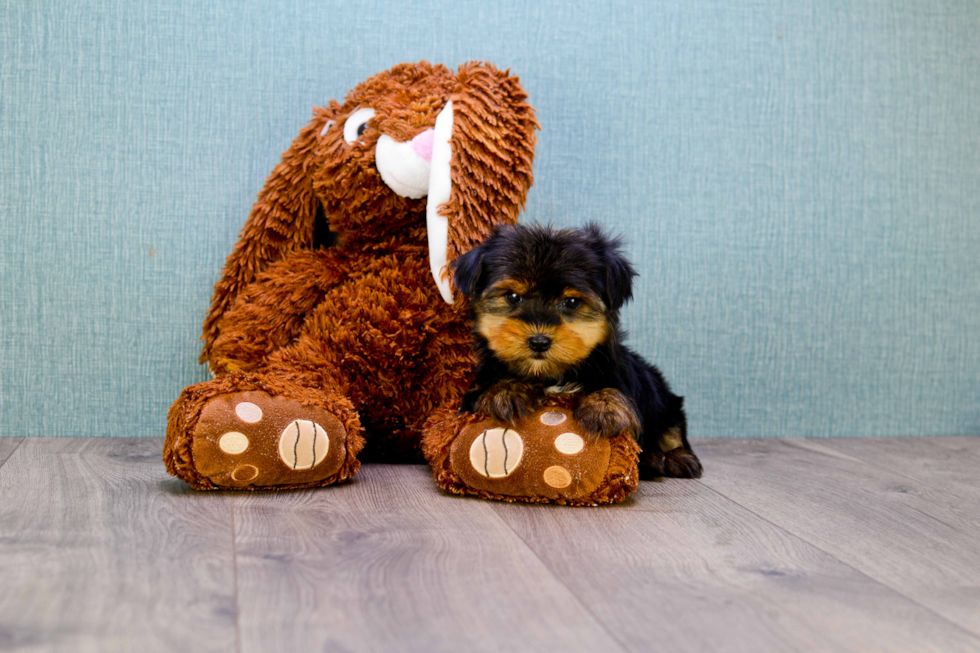 Meet Timmy - our Yorkshire Terrier Puppy Photo 