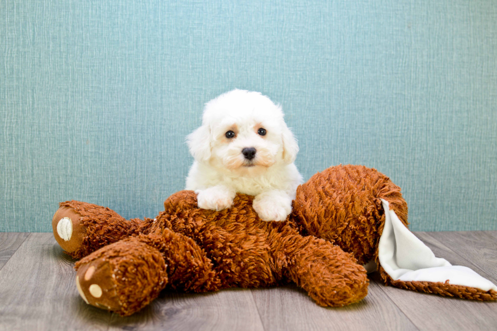 Petite Bichon Frise Purebred Puppy