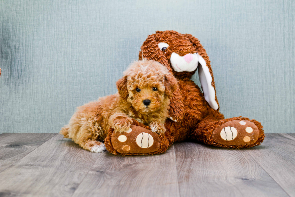 Adorable Cavoodle Poodle Mix Puppy