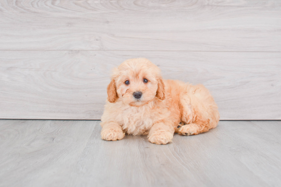 Hypoallergenic Golden Retriever Poodle Mix Puppy